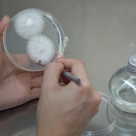 Double extraction : est-elle nécessaire pour les extraits de champignons ?