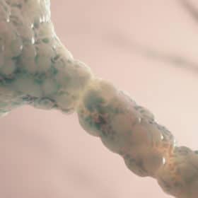 Hifas da Terra développe un nouveau produit ayant un impact positif sur la mémoire et les troubles cognitifs