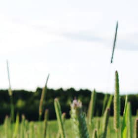 Une solution naturelle pour combattre l'allergie aux graminées