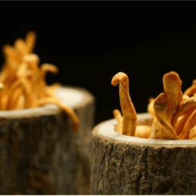 11 choses à savoir sur le Cordyceps sinensis