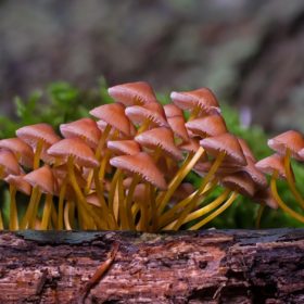 Carpophore, sporophore, corps fruitier… Qu'est-ce que c'est ?