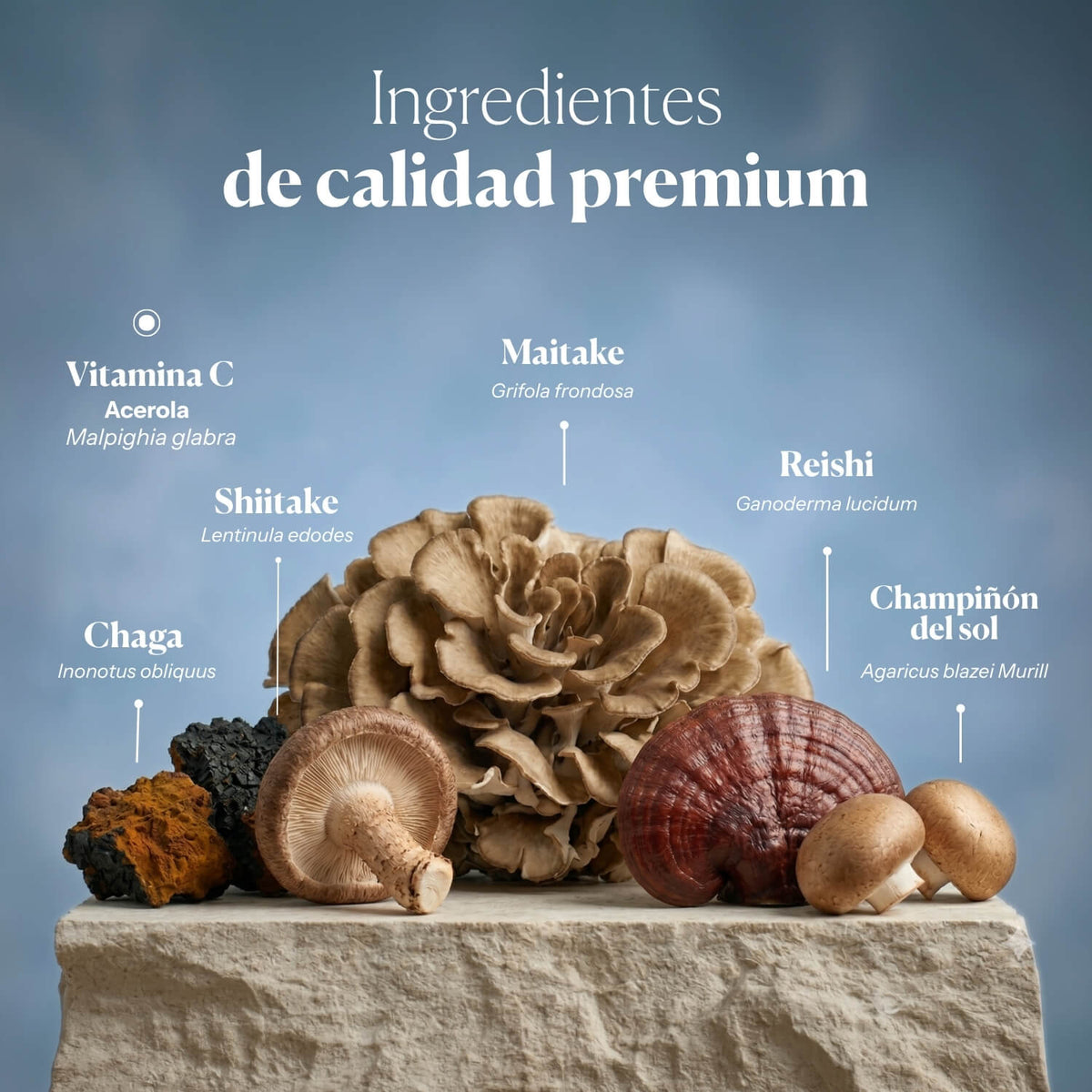 Composition and ingredients of Mico-Five | Hifas da Terra