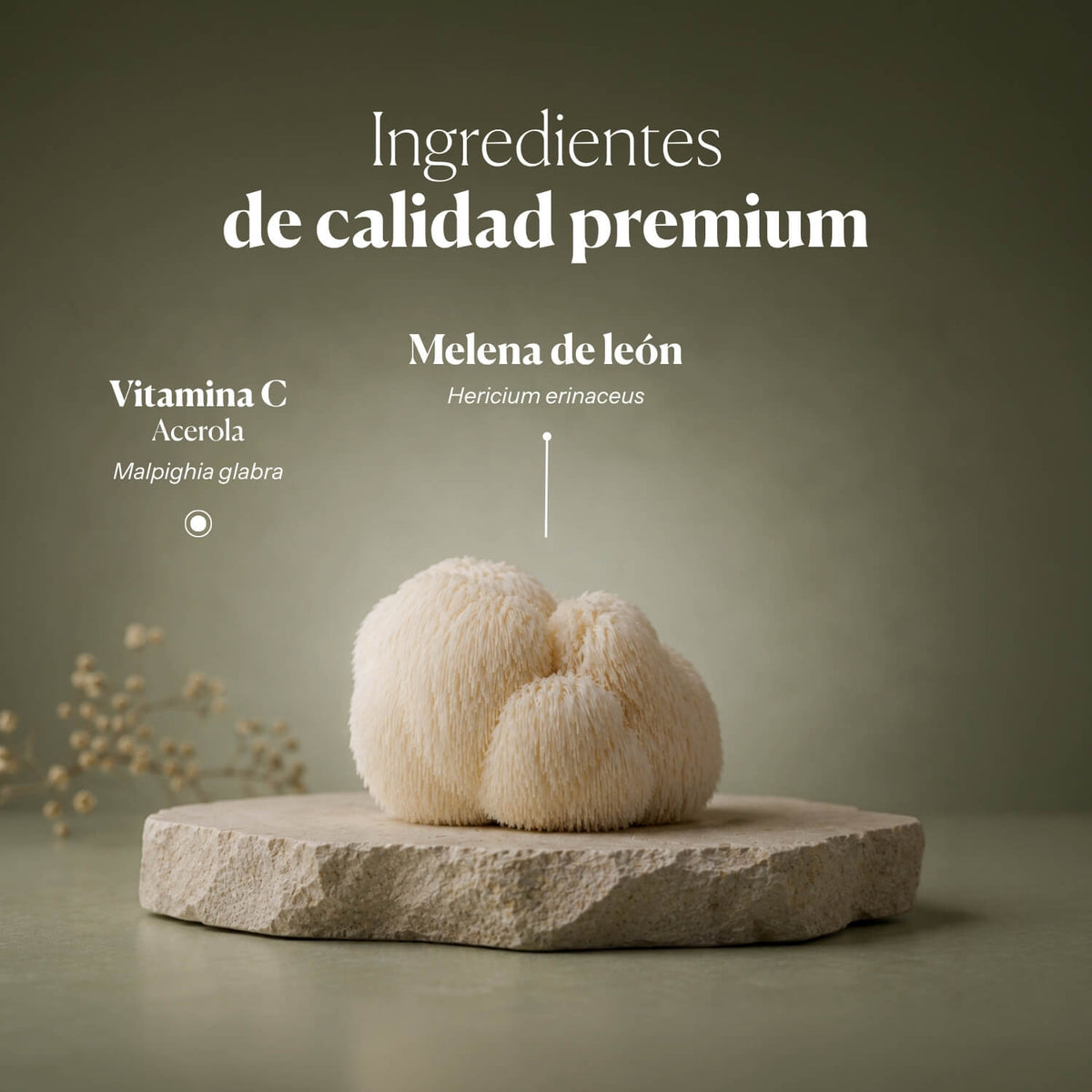 Composition and ingredients of Mico-Leo | Hifas da Terra
