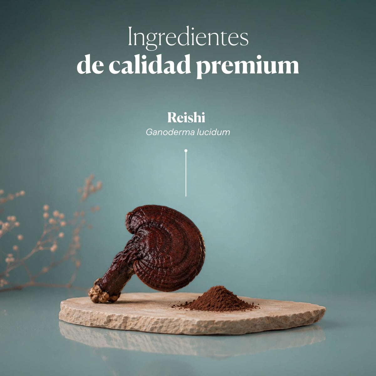 Composition and ingredients of Reishi Antiox | Hifas da Terra