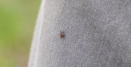 Lyme Header UK