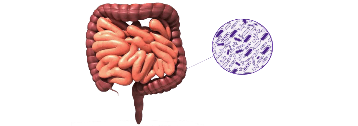 Healthy intestinal microbiota: how to take care of your gut-brain axis