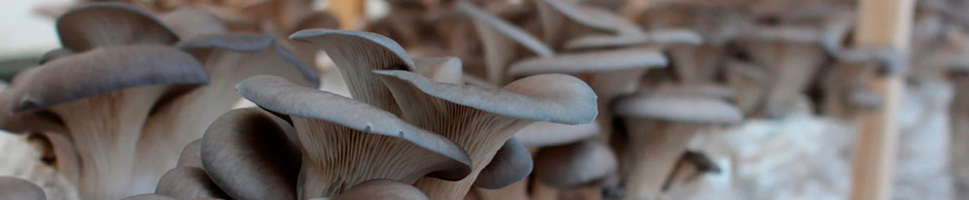 Ergotioneína: la biomolécula de la que todo el mundo habla