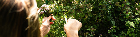 header nutricion holistica
