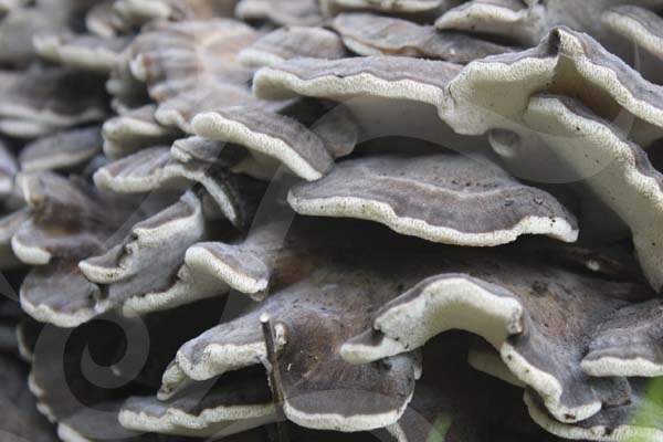 Shiitake, Reishi, Maitake, una tríada de hongos medicinales de ayuda en caso de colesterol