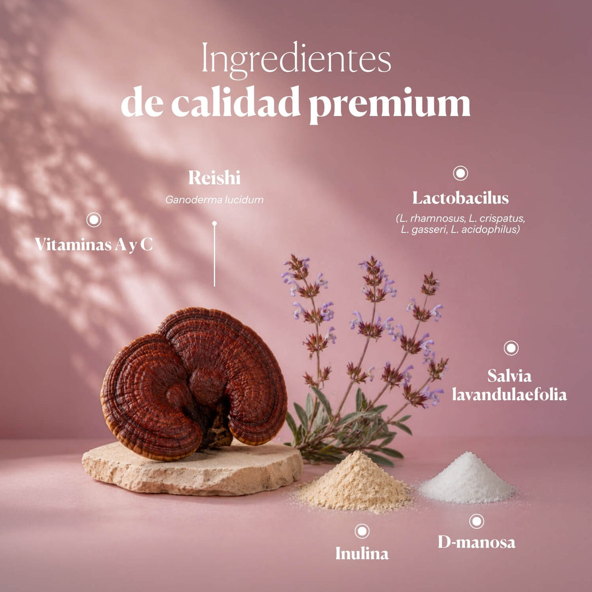 Composition and ingredients of Hifas-INTIMA Oral | Hifas da Terra