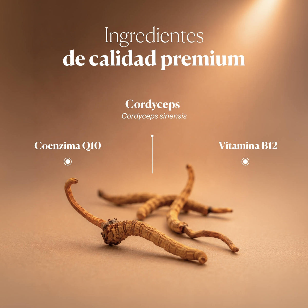 Composition and ingredients of Hifas-Vitality | Hifas da Terra