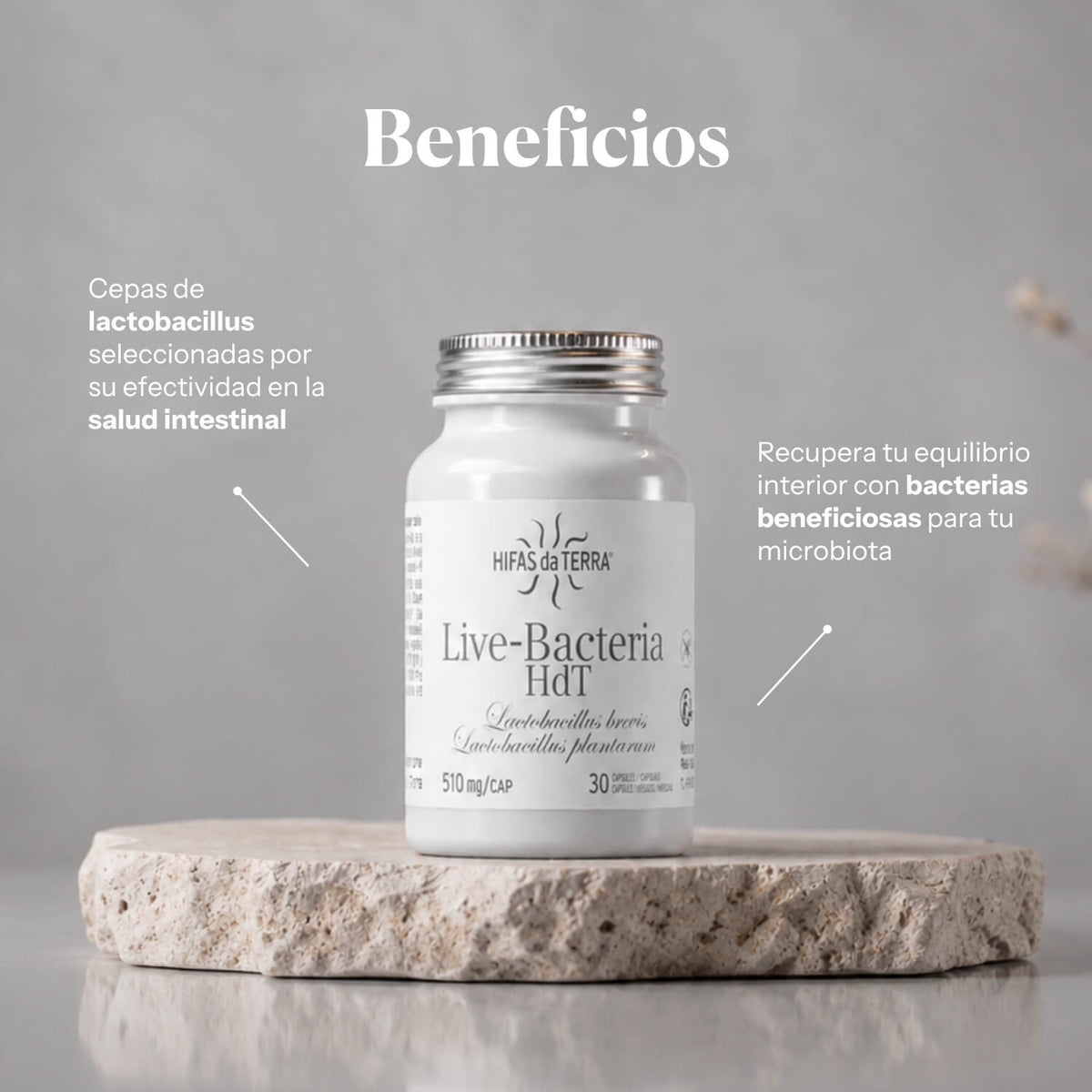 Benefits of Probióticos en cápsulas: Lactobacillus brevis and L. plantarum for gut flora | Hifas da Terra