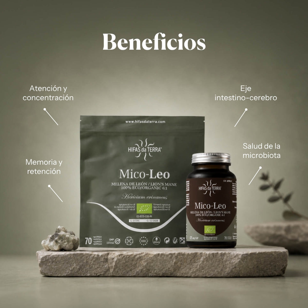 Benefits of Mico-Leo: pure organic Lion's Mane extract (Hericium erinaceus) | Hifas da Terra