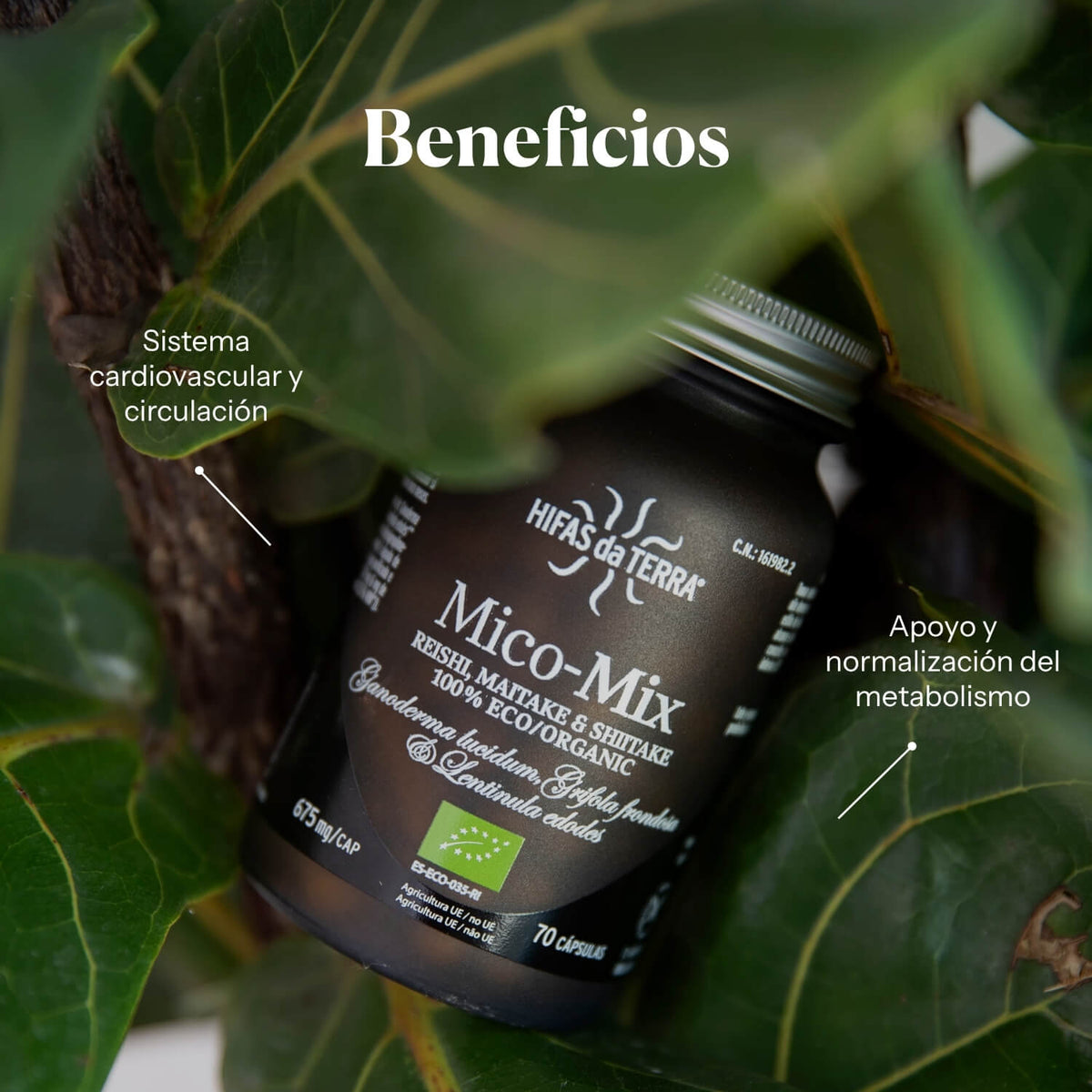 Composition and ingredients of Mico-Mix | Hifas da Terra